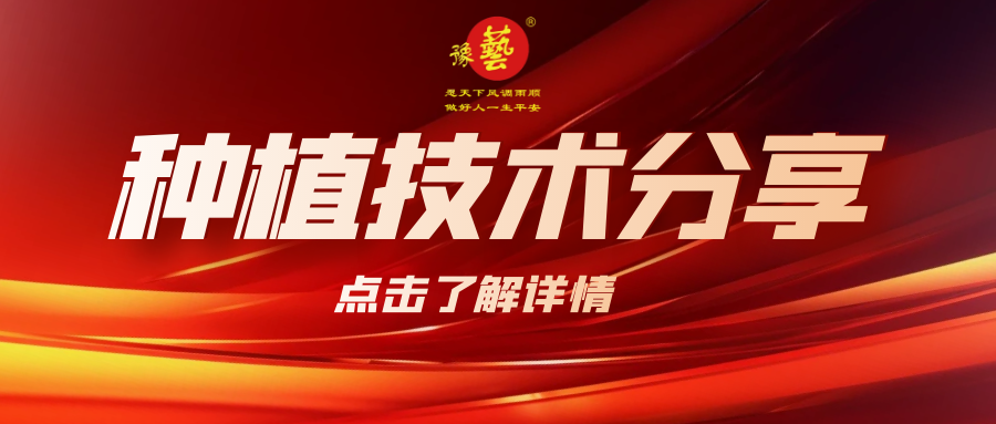 要想種出精品率高的胡蘿卜，這7點(diǎn)要注意！