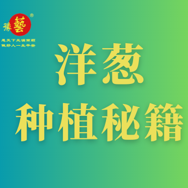 洋蔥種植秘籍：掌握這八點(diǎn)，種出優(yōu)質(zhì)洋蔥！
